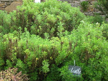 Artemisia absinthium :