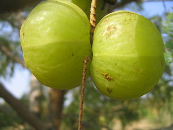 fruit d'amla; amla fruit