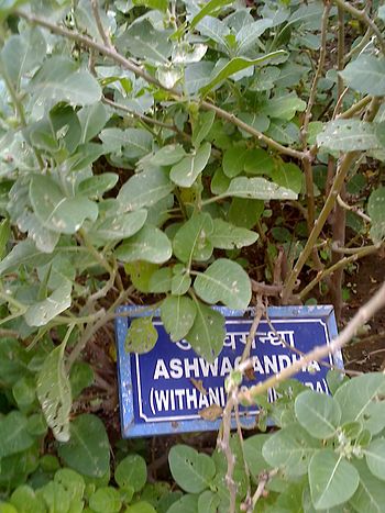 English: Ashwagandha plant