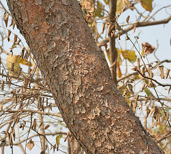 English: Indian frankincense, Salai or SALLAKI... English: Indian frankincense, Salai or SALLAKI...