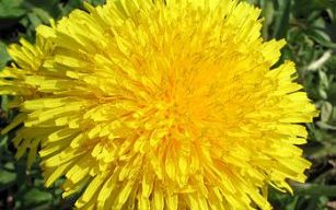 350px-dandelion_2007