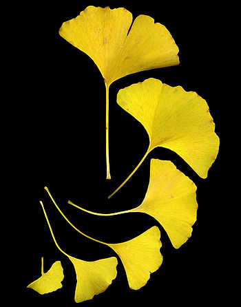 English: Ginkgo leaves shown in their fall col... English: Ginkgo leaves shown in their fall col...