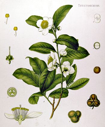 Camellia sinensis plant, with cross-section of... Camellia sinensis plant, with cross-section of...
