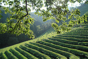 500 year old green tea fields, Boseong, Jeolla...
