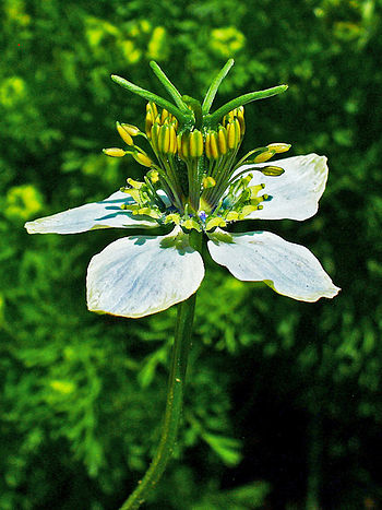 English: Nigella sativa, Ranunculaceae, Small ... English: Nigella sativa, Ranunculaceae, Small ...