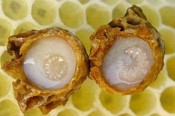Two queen cells were opened to show queen larv... Two queen cells were opened to show queen larv...