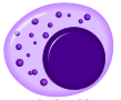 Natural killer cell