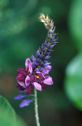 Flowering kudzu is a fast-growing legume with ...