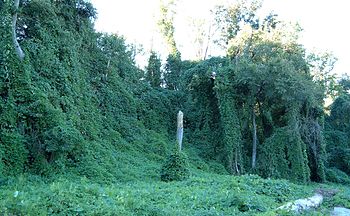 Kudzu on trees in Atlanta, Georgia, USA Locati...
