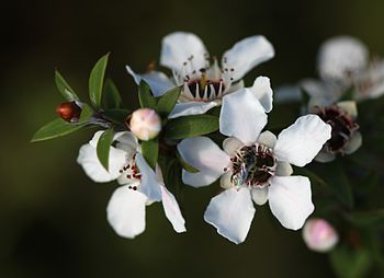 English: A native New Zealand bee (probably Le...