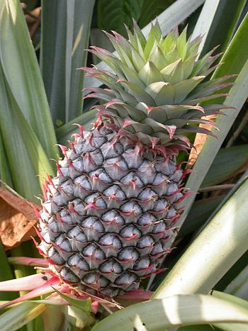 Manoj.TV This plant is extremely tall. and ext... Manoj.TV This plant is extremely tall. and ext...