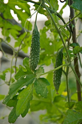 English: Bitter gourd in a small-scale organic... English: Bitter gourd in a small-scale organic...