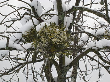 English: European Mistletoe (Viscum album) in ...
