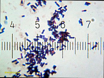 English: Lactobacillus acidophilus from a comm...