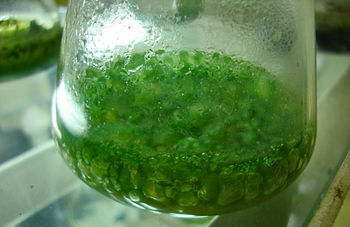 English: Blue-green algae cultured in specific... English: Blue-green algae cultured in specific...
