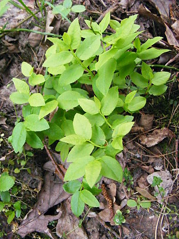 English: Vaccinium myrtillus L., Bilberry Pols...