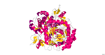 Nitric Oxide Synthase Nitric Oxide Synthase