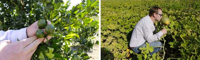 farm_capay2